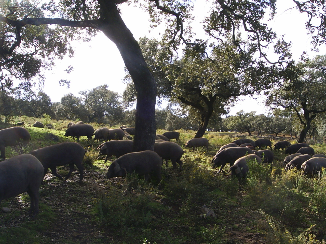 Dehesa en Campofrío (Huelva) Dehesa en Campofrío (Huelva)